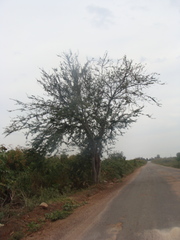 Pithecellobium insigne