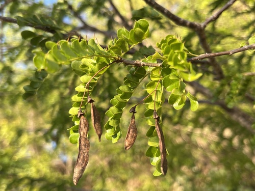 fustic (Pictetia aculeata)
