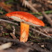 Burnt-orange Bolete - Photo (c) Reiner Richter, some rights reserved (CC BY-NC-SA), uploaded by Reiner Richter