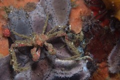 Achaeopsis spinulosa