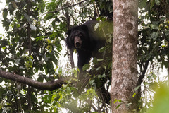 Ursus thibetanus
