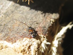 Phymatodes alni