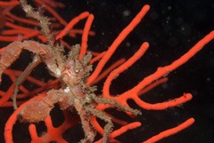 Achaeopsis spinulosa