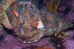 Tonnoidea