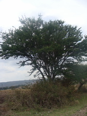 Pithecellobium insigne