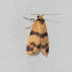 Thallarcha chrysochares