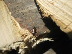 Phymatodes alni