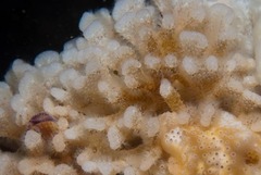 Gigantopora polymorpha