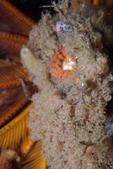 Menipea crispa