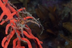 Macropodia falcifera