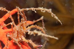 Macropodia falcifera