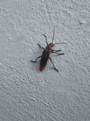 Cantharis