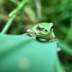 Hyla japonica