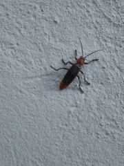Cantharis