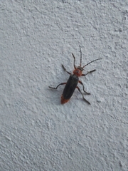 Cantharis