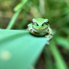 Hyla japonica