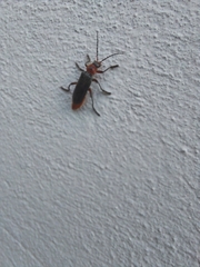 Cantharis