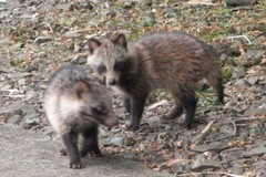 Nyctereutes viverrinus