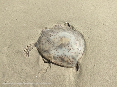 Acromitus maculosus