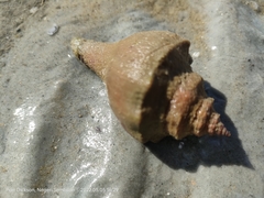 Volegalea cochlidium