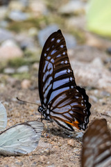 Graphium xenocles