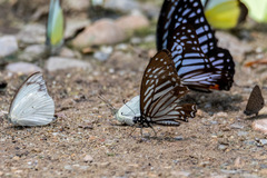 Graphium macareus