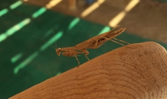 Microthespis dmitriewi