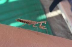 Microthespis dmitriewi