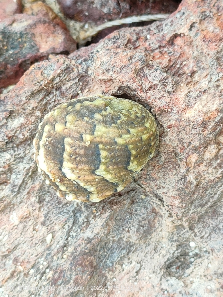 Nerita histrio