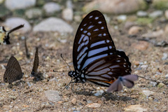 Graphium xenocles