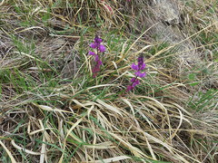 Polygala nicaeensis