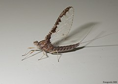 Callibaetis ferrugineus ferrugineus