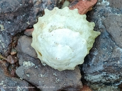 Astralium calcar