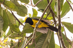 Melanochlora sultanea