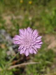 Knautia integrifolia