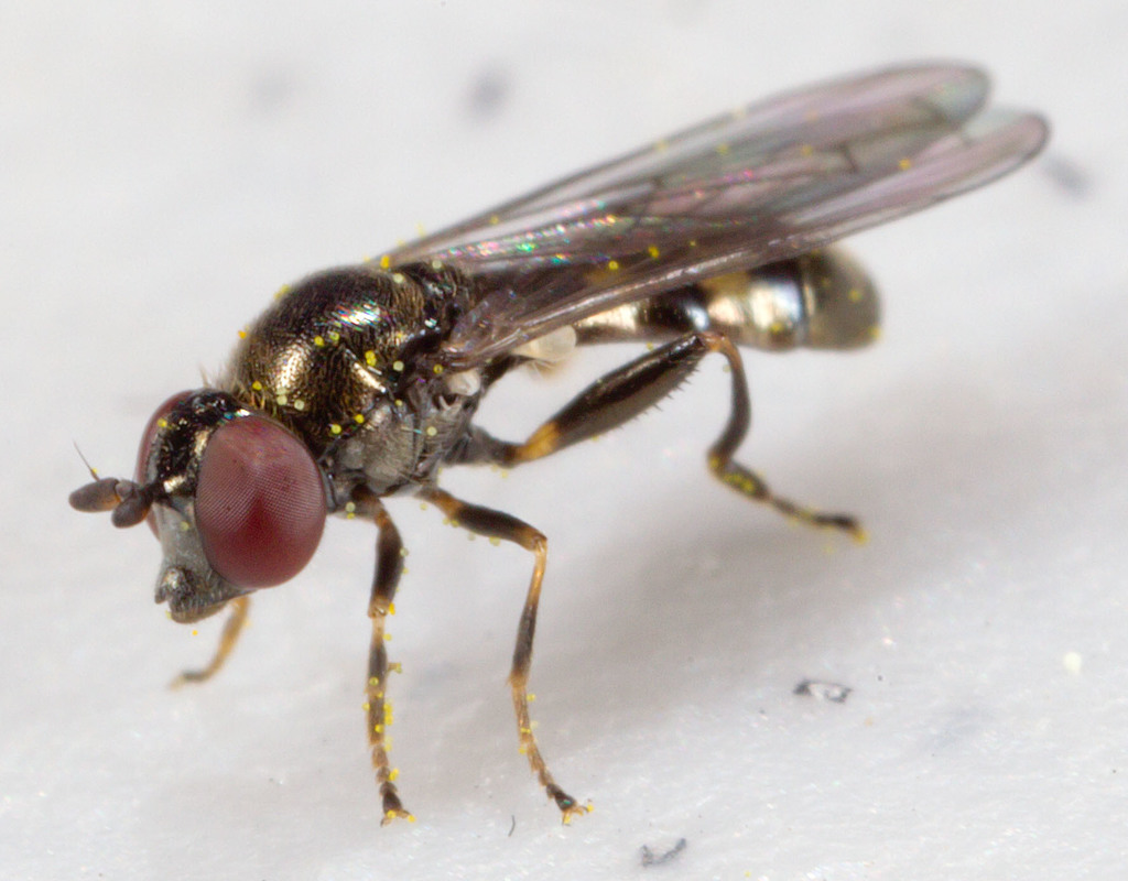 Fen Flies