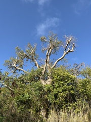 Hippomane mancinella