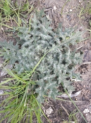 Cirsium vulgare