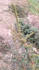 Amaranthus dubius