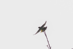 Microhierax melanoleucos