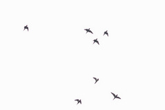 Psittacula alexandri