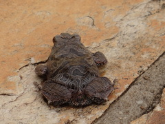 Physalaemus nattereri