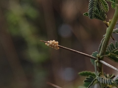 Prismatocerus prominulus
