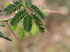 Prismatocerus prominulus