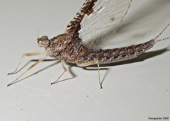 Callibaetis ferrugineus ferrugineus