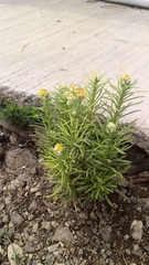 Gnaphalium polycaulon