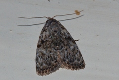 Mecothrix abyssinica