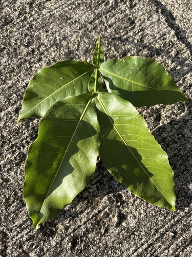 Melicoccus bijugatus