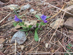 Prunella grandiflora