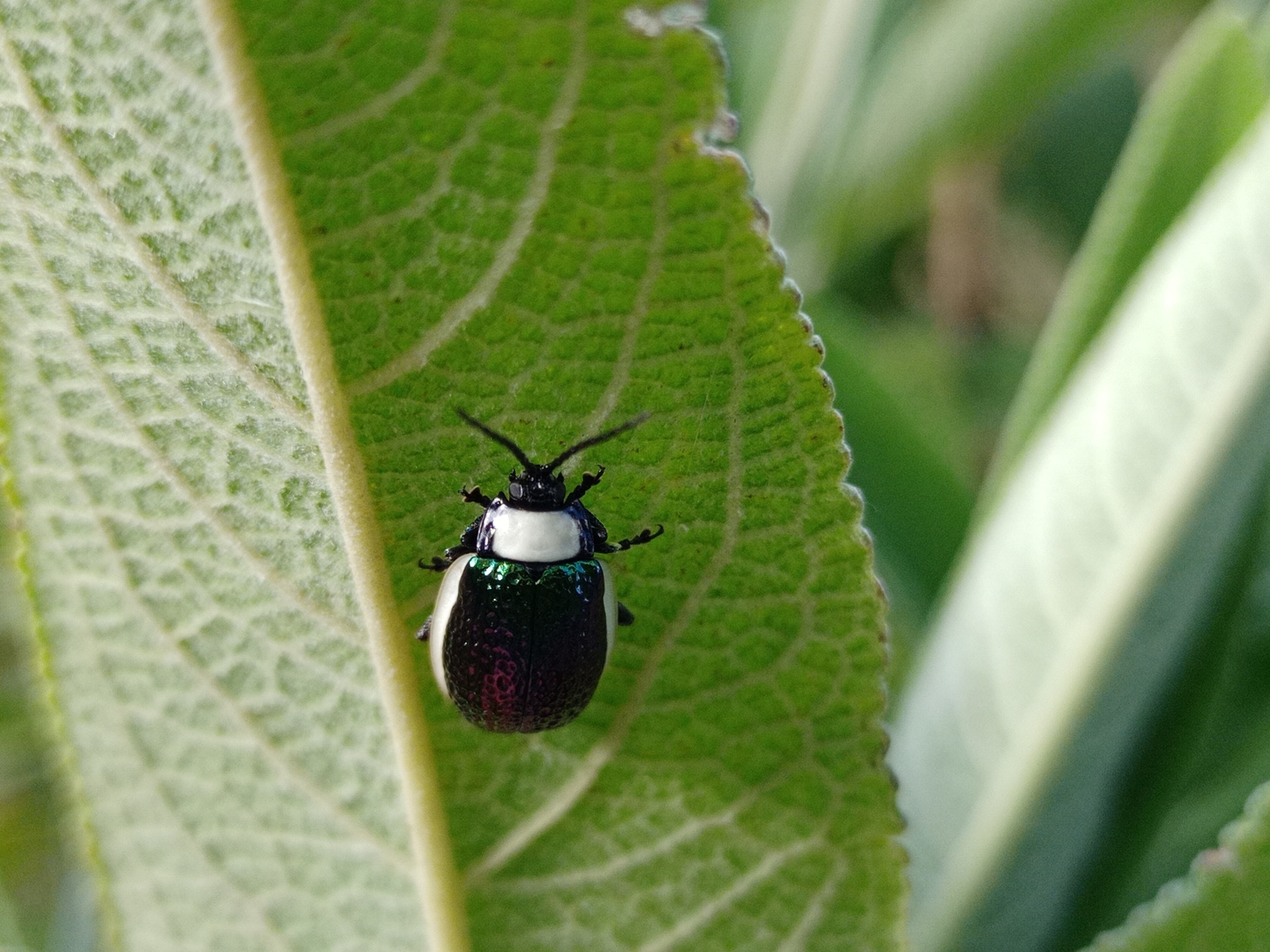 Galerucinae image